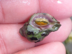 Paciocinebrina circumtexta