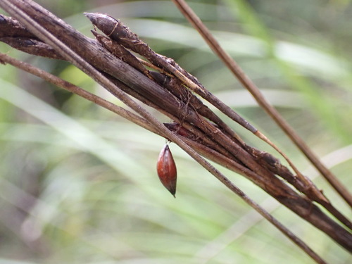 Image of Gahnia pauciflora by (c) Leon Perrie, some rights reserved (CC BY)