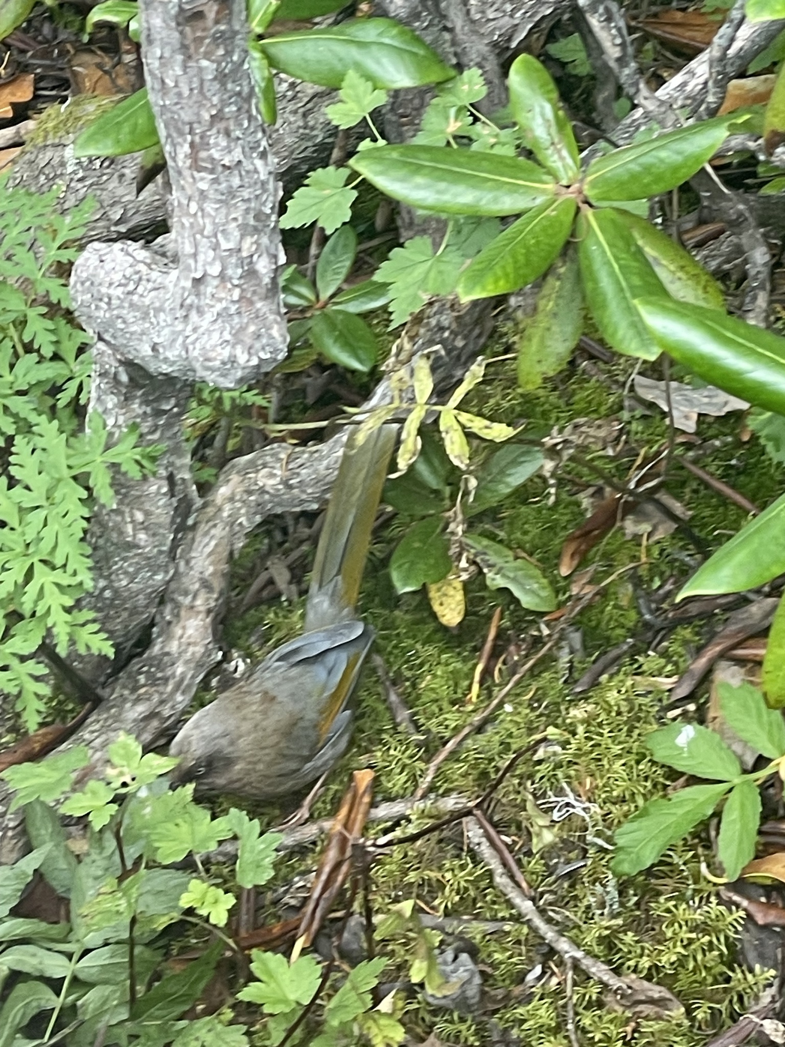 Elliot's Laughingthrush