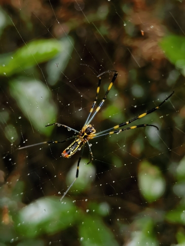 Joro Spider