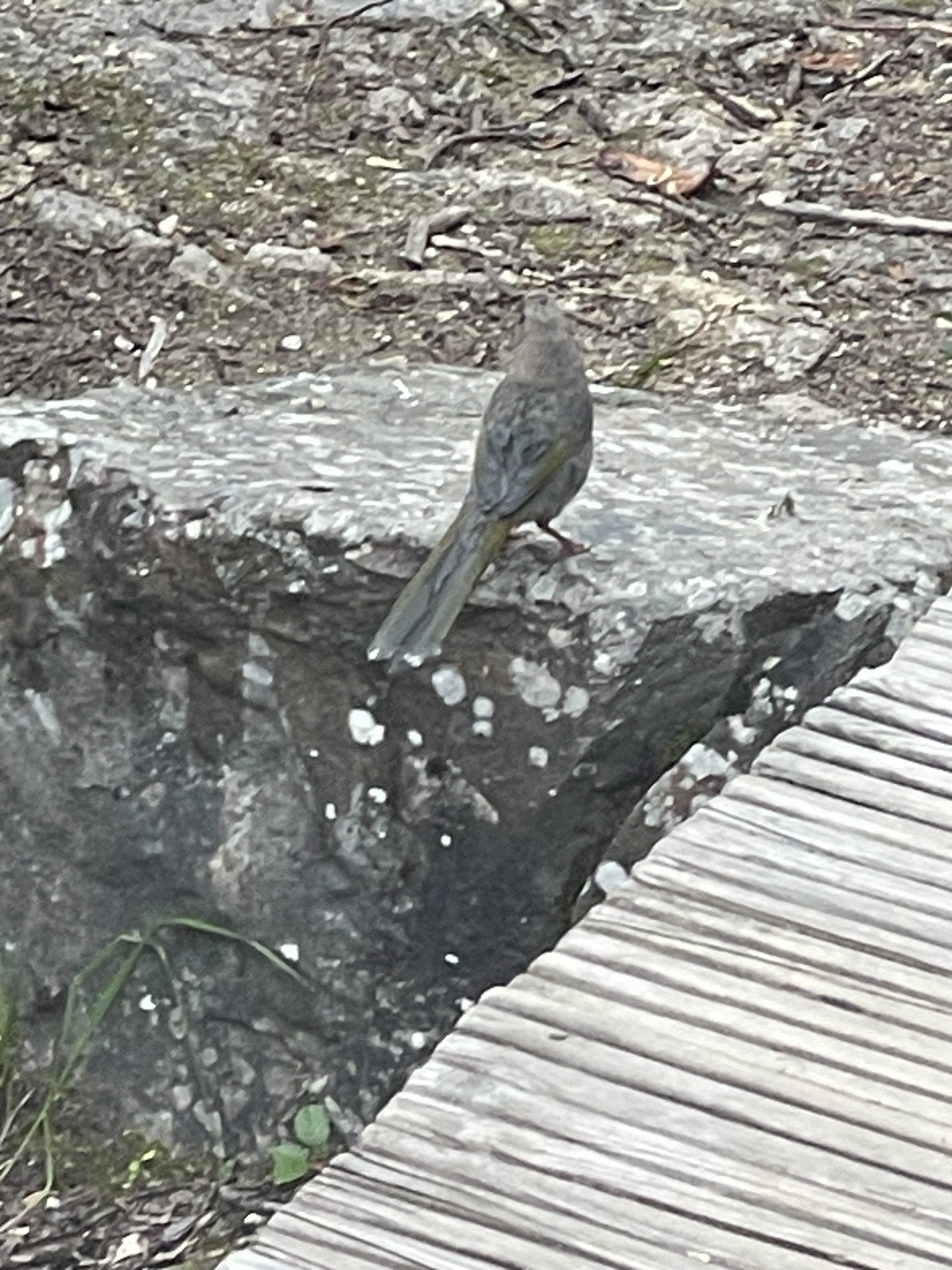 Elliot's Laughingthrush
