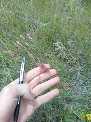 Poa bulbosa vivipara