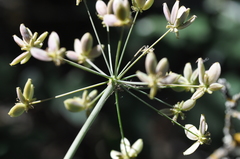 Lomatium dissectum