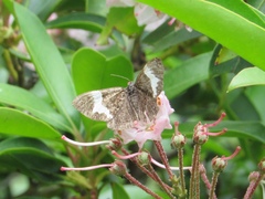Rheumaptera hastata