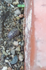 Armadillidium vulgare