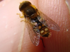 Parhelophilus obsoletus