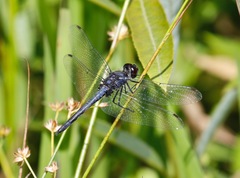 Celithemis verna