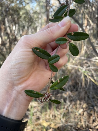 Andromeda Pomaderris (Pomaderris andromedifolia)