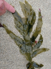 Desmarestia ligulata