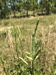 Physostegia digitalis