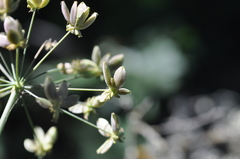 Lomatium dissectum