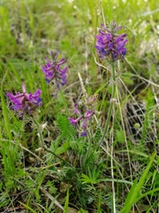 Oxytropis ambigua