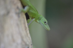 Anolis punctatus