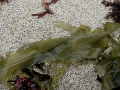 Desmarestia ligulata