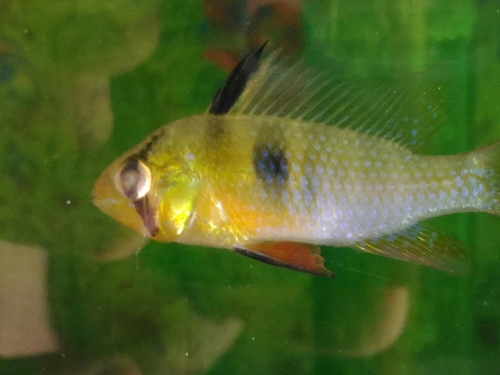 Mikrogeophagus ramirezi