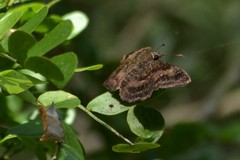 Staphylus mazans