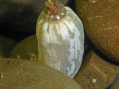 Halcampa decemtentaculata