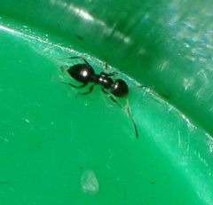 Brachymyrmex patagonicus