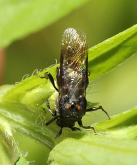 Ripiphorus
