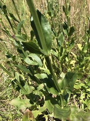 Physostegia digitalis