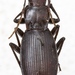 Pseudotaphoxenus dignus - Photo (c) komarov，保留部份權利CC BY-NC