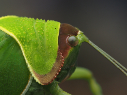 キョジンツユムシ (Pseudophyllus titan) · iNaturalist