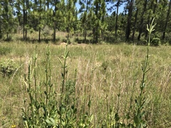 Physostegia digitalis