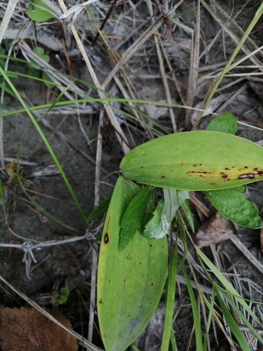 Polygonatum odoratum