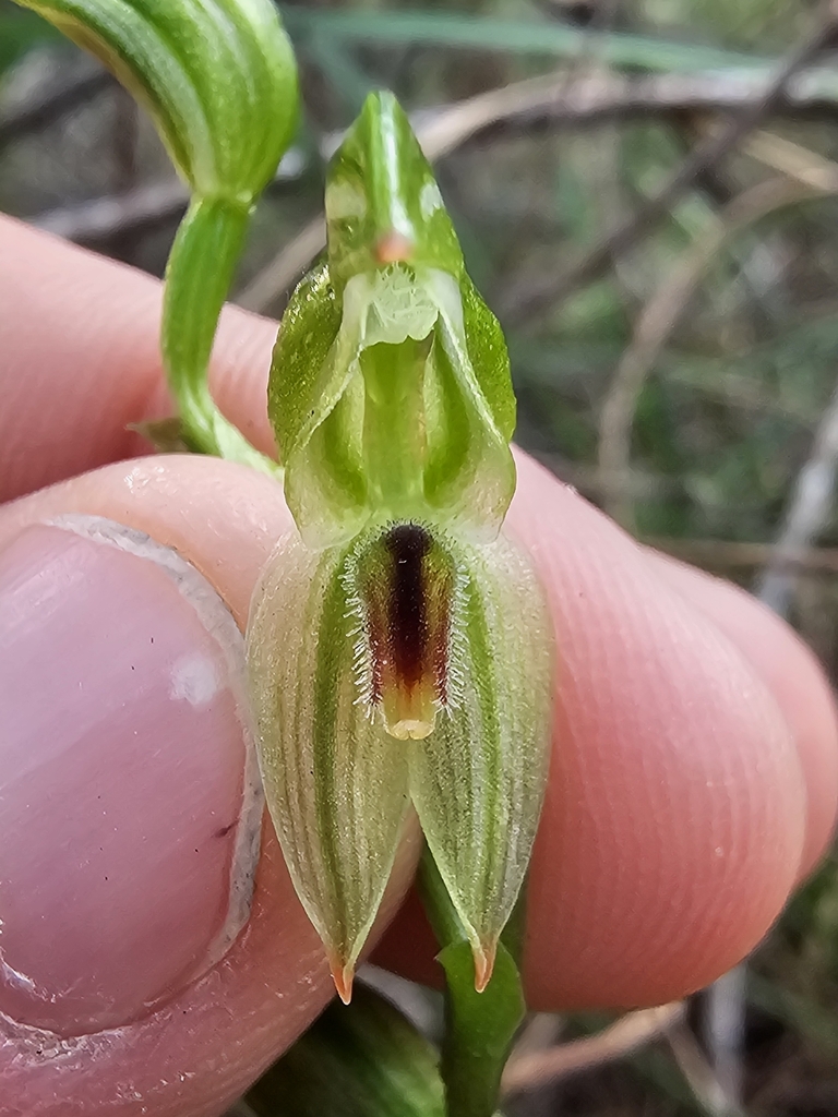 Pterostylis longifolia