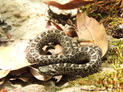 Crotalus aquilus