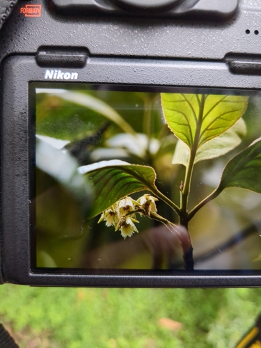 Image of Elaeocarpus recurvatus by no rights reserved