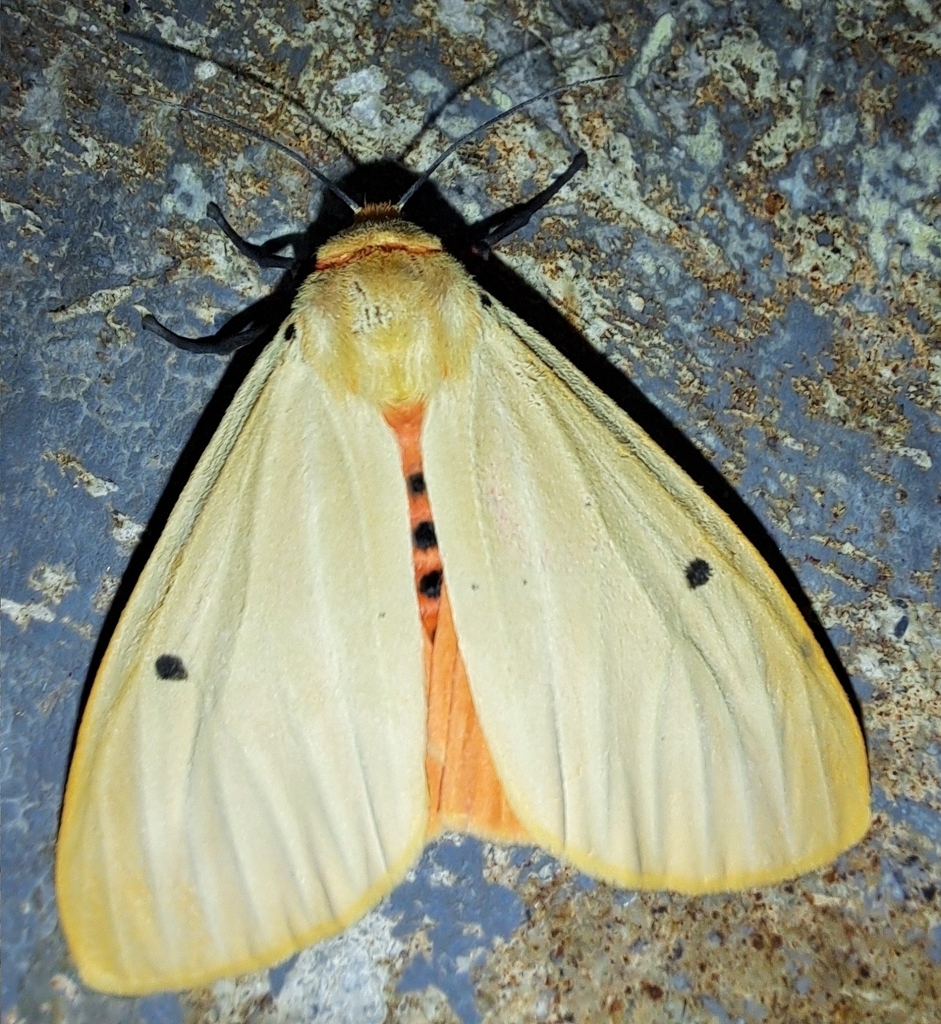 Nicetosoma papuana