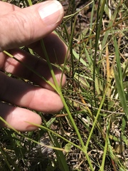Sabatia gentianoides