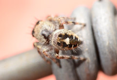Phidippus putnami
