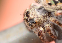 Phidippus putnami