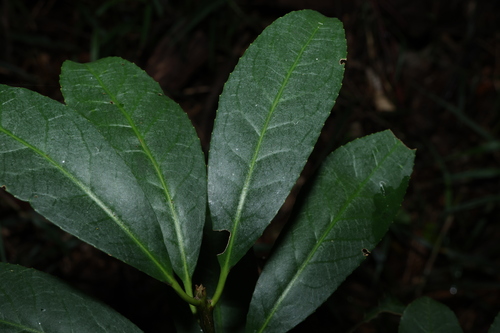 Image of Symplocos stawellii by (c) Greg Tasney, some rights reserved (CC BY-SA)