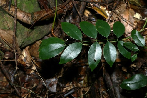 Image of Austrocallerya megasperma by (c) Greg Tasney, some rights reserved (CC BY-SA)