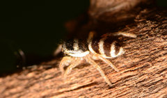 Salticus austinensis