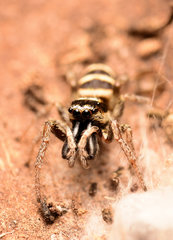 Salticus austinensis