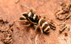 Salticus austinensis