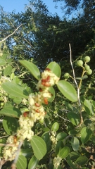 Ziziphus lotus