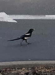 Pica nuttalli
