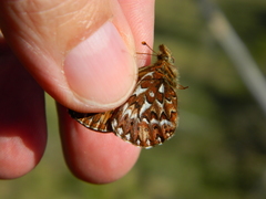 Boloria freija