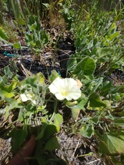 Calystegia malacophylla