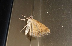 Xanthorhoe semifissata