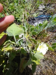 Calystegia malacophylla