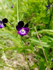Viola disjuncta