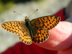 Boloria freija