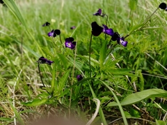 Viola disjuncta