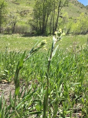 Camelina microcarpa